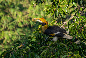 Great Hornbill (Buceros bicornis) A hornbill on a tall tree eats the young of a ripe banyan tree.