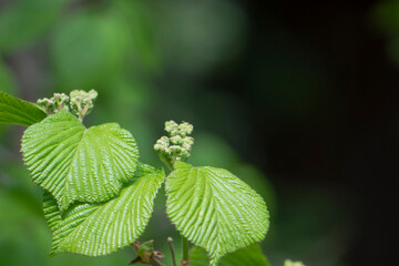 ガマズミ（Viburnum dilatatum）の蕾【4月】／レンプクソウ科