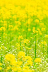 yellow flowers in the field