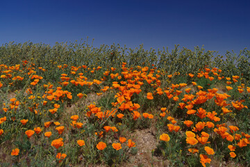 California Golden Poppy in the Mojave Desert background against a deep blue sky.