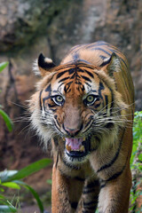 Close up portrait of a Sumatran tiger