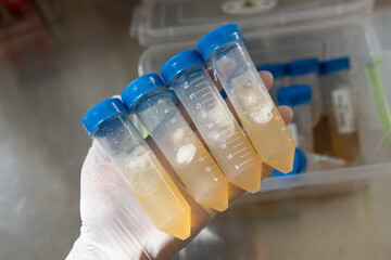 .centrifuge tube with a nutrient medium for the development of mycelium. Professional mycology, mushroom culture
