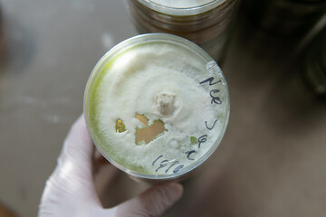 Selection and cultivation of mycelium. Mushroom cultivation around the world