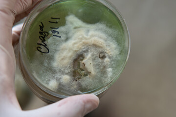 cultivation of exotic medical mushrooms. Mental and physical health due to the intake of mushrooms. Mycology