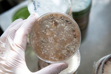 Selection and cultivation of mycelium. Mushroom cultivation around the world