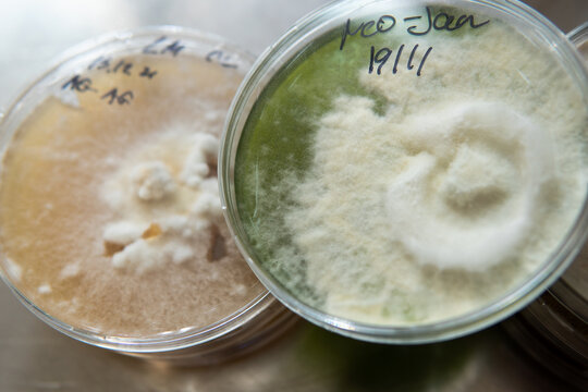 mycelium of exotic mushrooms in petri dishes. Selection and cultivation of mycelium. Mushroom cultivation around the world