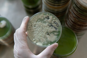 mycelium of exotic mushrooms in petri dishes. Selection and cultivation of mycelium. Mushroom cultivation around the world
