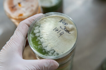 mycelium of exotic mushrooms in petri dishes. Selection and cultivation of mycelium. Mushroom cultivation around the world