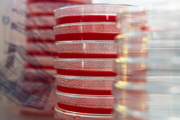 petri dishes with agar. Mycology and mycelium