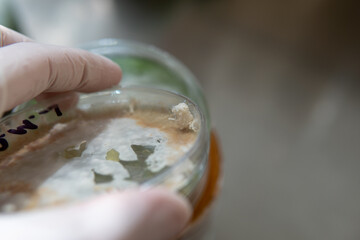 slants and petri dishes with agar for research. Mycology and cultivation of fungi.