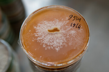 mycelium of exotic mushrooms in petri dishes. Selection and cultivation of mycelium. Mushroom cultivation around the world