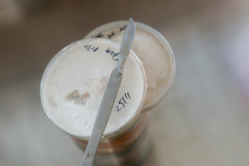 mycelium of exotic mushrooms in petri dishes. Selection and cultivation of mycelium. Mushroom cultivation around the world