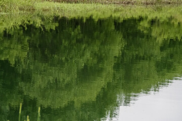 水面に映る緑の森

