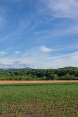 夏の緑の畑と青空

