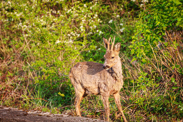 Ein junger Rehbock (Capreolus capreolus) im Morgenlicht.