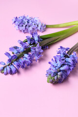 Blue hyacinth flowers on pink background, closeup