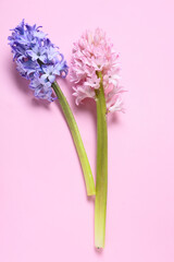 Beautiful hyacinth flowers on pink background