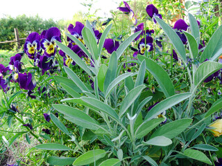 Sage and pansies grow in the garden, banner. Green herbal sage leaves, close up. Floral background.