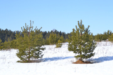 Rare young pines, planted on the slope of a snow-covered hill to strengthen the soil. A bright sunny day in early spring. Reforestation plantings.