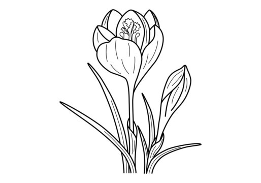 Crocus flowers comosition isolated on white background. Outline style. Beautiful blooming crocus sativus buds  for greeting card, postcards, perfume or spa design or other use. Vector illustration. 