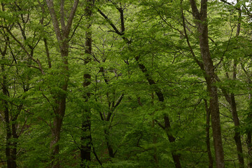 森　森林