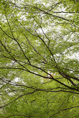 森　森林