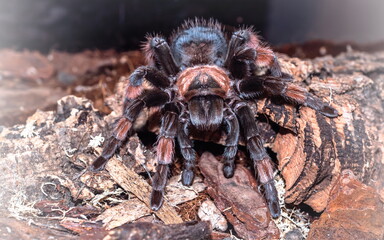 Spider tarantula with a beautiful color