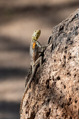 A common agama, Agama agama, female lizard in Namibia
