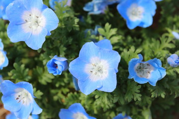ネモフィラ ベビーブルーアイ 花
Nemophila baby blue eye flower
