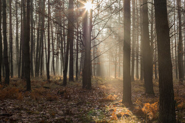 promienny jesienny las © © Jakacki
