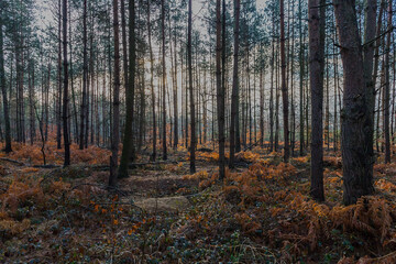 jesienny mglisty las