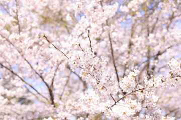 満開の桜