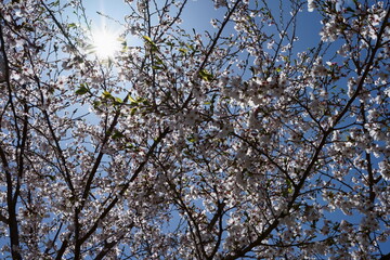 太陽とサクラ