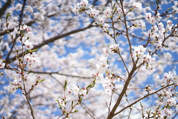 桜