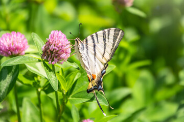 Beautiful Butterfly Scarce Swallowtail, Sail Swallowtail, Pear-tree Swallowtail, Podalirius. Latin name Iphiclides podaliriu. Butterfly collects nectar on flower.