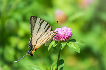 Beautiful Butterfly Scarce Swallowtail, Sail Swallowtail, Pear-tree Swallowtail, Podalirius. Latin name Iphiclides podaliriu. Butterfly collects nectar on flower.