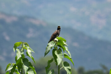 bird on a branch