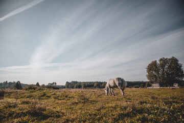 Beautiful white horse grazing on field in summer day