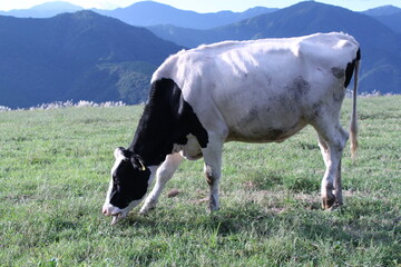 牧草を食べる牛