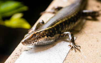 Common Garden Skink in Sydney