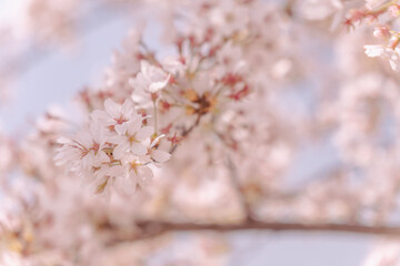 봄을 알리다, / 벚꽃,벚꽃나무 빨간벚꽃, 분홍벚꽃 /