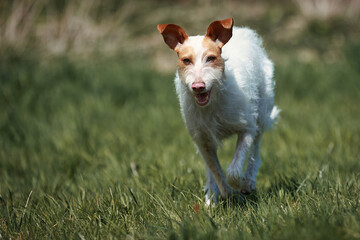 Podengo Português, dog, hunting dog, running across a meadow..