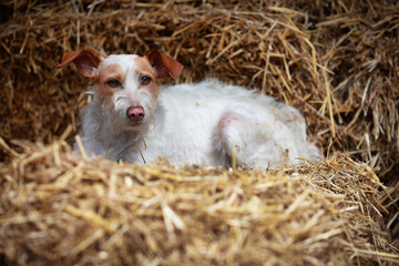 Podengo Português,dog,hound,lies in the straw and looks at the camera, focus on the dog's head..