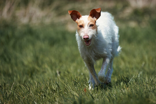 Podengo Portugu&ecirc;s, dog, hunting dog, running across a meadow..