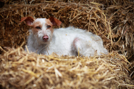 Podengo Portugu&ecirc;s,dog,hound,lies in the straw and looks at the camera, focus on the dog's head..