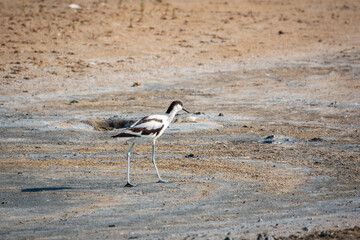 Water bird pied avocet, Recurvirostra avosetta, feeding in the lake. The pied avocet is a large black and white wader with long, upturned beak