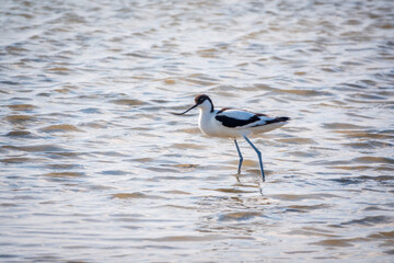 Water bird pied avocet, Recurvirostra avosetta, feeding in the lake. The pied avocet is a large black and white wader with long, upturned beak