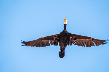Black Cormorant flying in blue sky. The great cormorant, Phalacrocorax carbo