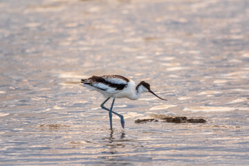 Water bird pied avocet, Recurvirostra avosetta, feeding in the lake. The pied avocet is a large black and white wader with long, upturned beak