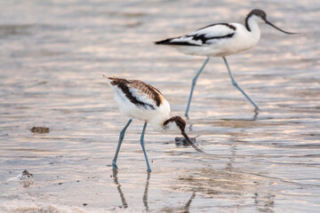 Two water birds pied avocet, Recurvirostra avosetta, feeding in the lake. The pied avocet is a large black and white wader with long, upturned beak